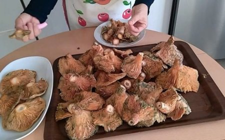 İzmir Çeşme'de   Ne Yenir? Ne Yemeli? Nesi Meşhur?