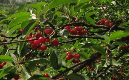 Kocaeli Körfez' de Ne Yenir? Ne Yemeli? Nesi Meşhur?